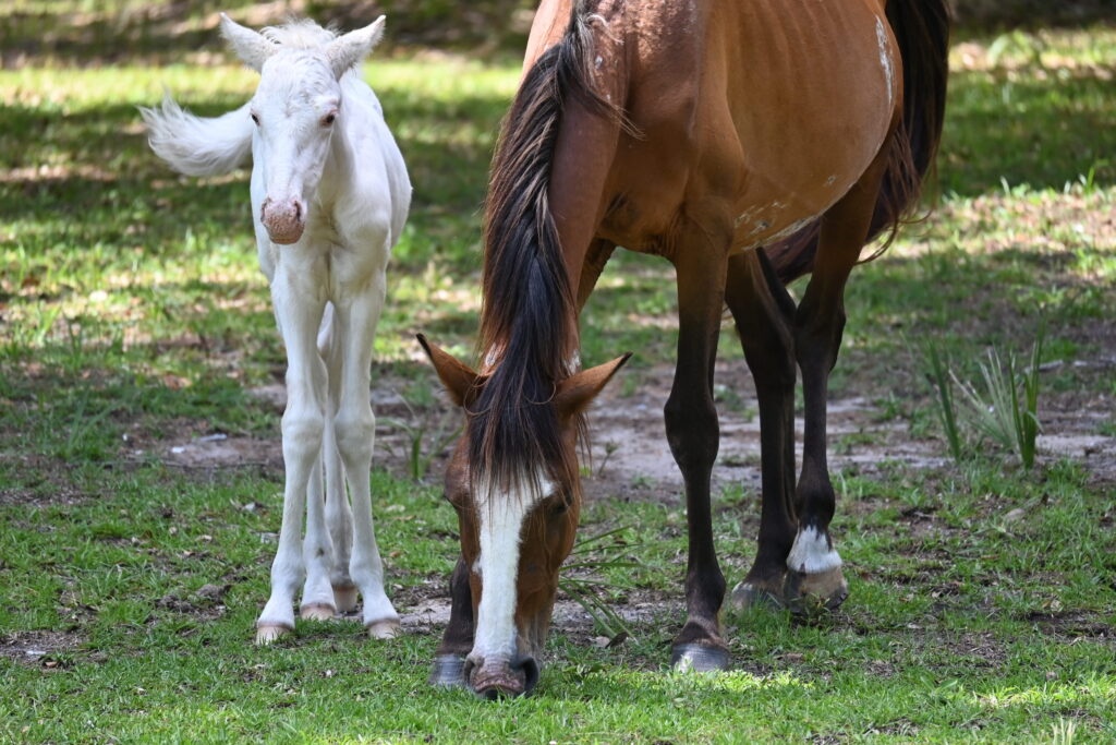 Wild horses on Cumberland Island during the 2026 field season